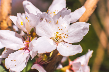 Beautiful spring flowering cherry tree (sakura). Shallow depth of field with a blurry background for a screen saver or website embedの写真素材