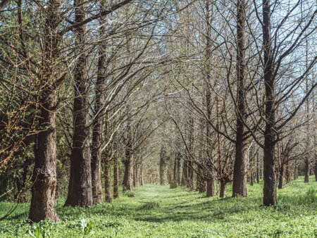 Background with a view of the trees in the park