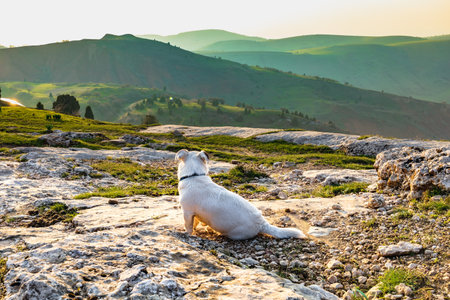 Theme with a purebred dog - photo for various themes with dogsの写真素材