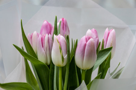 Lovely flowers tulips for a giftの写真素材
