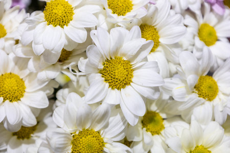 Background with flowers as a gift for mom or girlfriend or creating a postcardの写真素材
