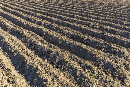 Plowed field for planting vegetables and various cereals
