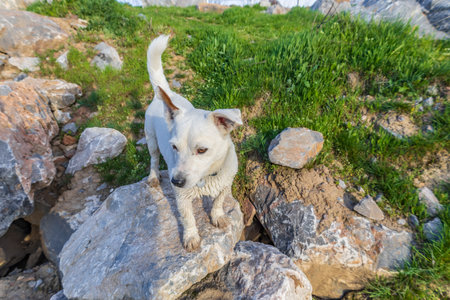 Dog breed Jack Russell Terrier in nature in the wildの写真素材
