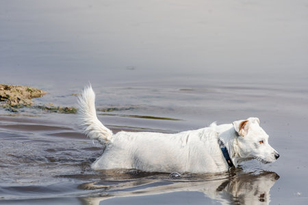 Dog breed Jack Russell Terrier in nature in the wild