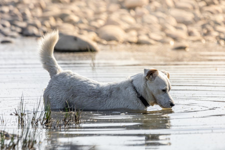 Dog breed Jack Russell Terrier in nature in the wild