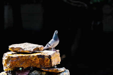 Bird - gray dove or urban pigeonの写真素材
