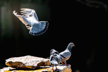 Bird - gray dove or urban pigeon