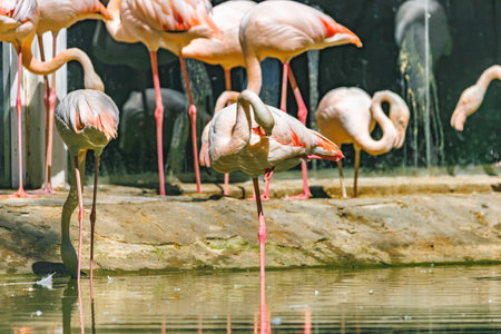 Bird - Greater Flamingos (Phoenicopterus ruber) outdoorsの写真素材