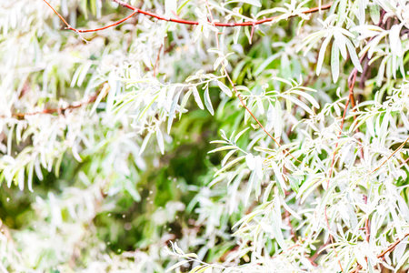 Natural bright and beautiful environment background with seasonal plant