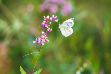 Lovely and beautiful sweet background with a butterfly insect on a flower