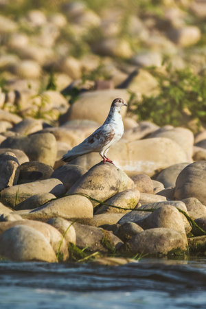 Bird - gray dove or urban pigeon