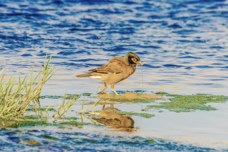 Wild birds wade in the pristine lake, showing the beauty of nature and the diversity of wildlife in ornithology.の写真素材
