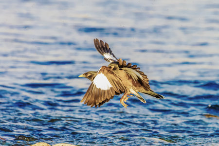 Wild birds wade in the pristine lake, showing the beauty of nature and the diversity of wildlife in ornithology.の写真素材