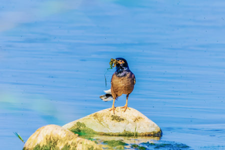 Wild birds wade in the pristine lake, showing the beauty of nature and the diversity of wildlife in ornithology.の写真素材