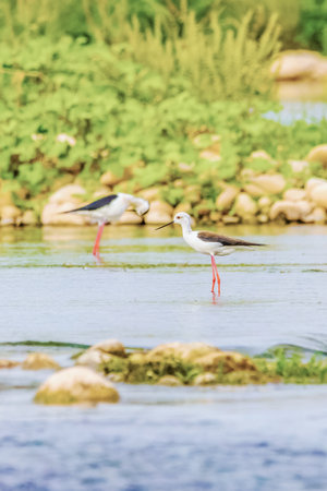Wild birds wade in the pristine lake, showing the beauty of nature and the diversity of wildlife in...