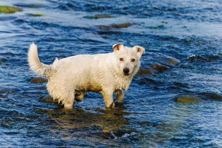 Dog breed Jack Russell Terrier in nature in the wildの写真素材