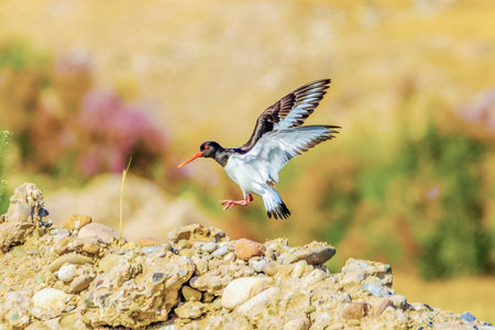 Background with a beautiful bird in the wildの写真素材