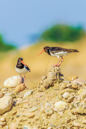 Background with a beautiful bird in the wildの写真素材