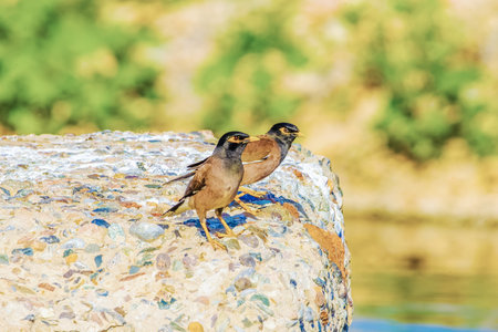 Background with a beautiful bird in the myna wild natureの写真素材