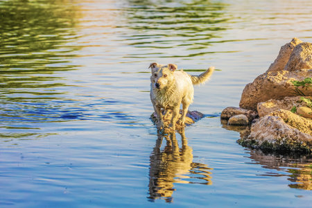 Dog breed Jack Russell Terrier in nature in the wildの写真素材