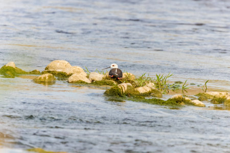Wild birds wade in the pristine lake, showing the beauty of nature and the diversity of wildlife in ornithology.の写真素材