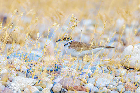 In the morning sun, colorful flowers and plants adorn the meadow, creating a picturesque landscape against the backdrop of nature's field.の写真素材