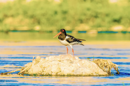 Wild birds wade in the pristine lake, showing the beauty of nature and the diversity of wildlife in ornithology.の写真素材