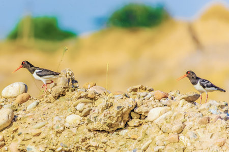 Background with a beautiful bird in the wildの写真素材