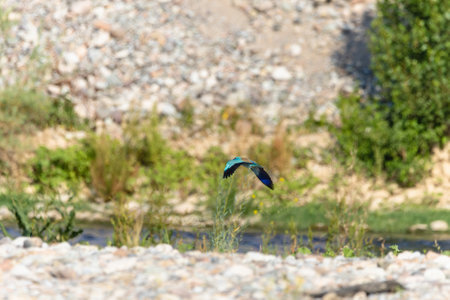 Birds soar in the wild blue sky, embodying the spirit of nature's wildlife with their majestic wings, beaks, and feathers.の写真素材