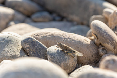 Background with nature stones with a grasshopper sitting on a pebble.の写真素材