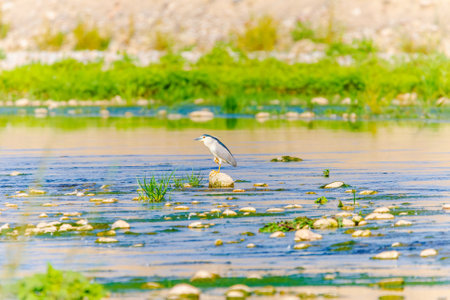 Wild birds wade in the pristine lake, showing the beauty of nature and the diversity of wildlife in ornithology.の写真素材