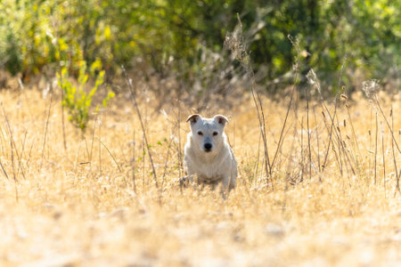 Dog breed Jack Russell Terrier in nature in the wildの写真素材