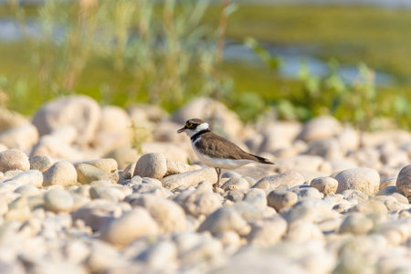 Bird in the wild with beautiful stone background outdoors ornithology themeの写真素材