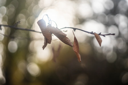 Natural screensaver and background with autumn theme and seasonal colors landscape.の写真素材