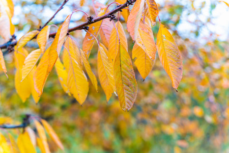 Natural screensaver and background with autumn theme and seasonal colors landscape.の写真素材