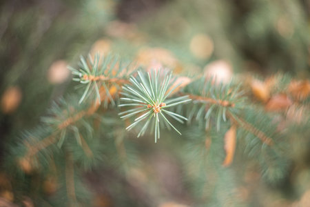 Coniferous spruce tree with needles for Christmas decoration close-up