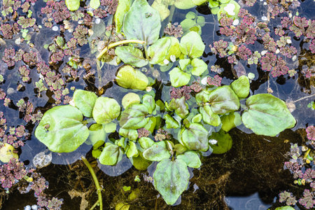 Natural texture in nature with natural bog grass surfaceの写真素材