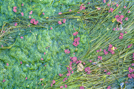 Natural texture in nature with natural plant surface of marsh grass and spirulina