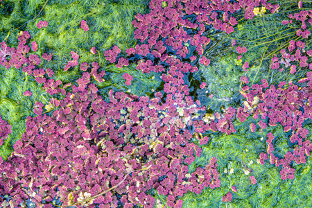 Natural texture in nature with natural plant surface of marsh grass and spirulinaの写真素材