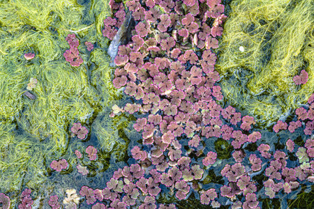 Natural texture in nature with natural plant surface of marsh grass and spirulinaの写真素材