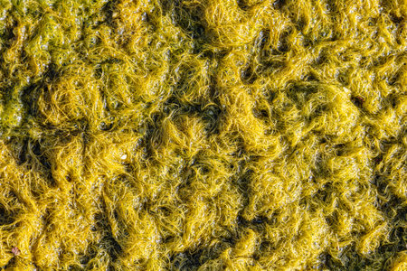 Natural texture in nature with natural plant surface water grass or algae.の写真素材