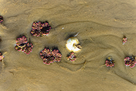 Natural texture in nature with natural bog grass surface.