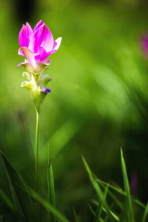 The beauty of magenta siam tulip on green meadow background.の写真素材