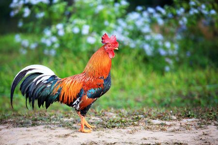 A Beautiful Rooster on nature backgroundの写真素材
