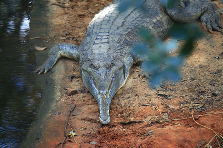 The Gharial (Gavialis gangeticus) resting on the ground with the horrible jaw. Detailed animal sceneの写真素材
