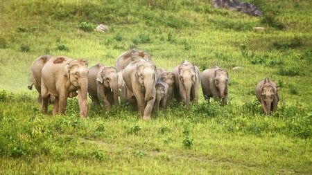 A herd of elephants adults and cubs walking group in the nature at Khaoyai national park,Thailandの写真素材