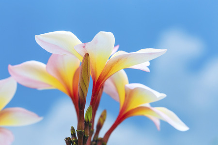The flower bud and flower bloom of a tropical tree plumeria flower (Frangipani) on blue sky backgroundの写真素材