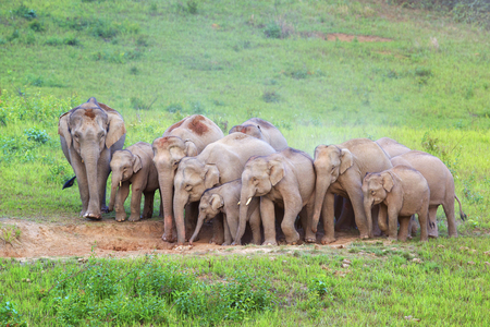 A herd of elephants adults and cubs eating minerals in the soil in the nature at Khaoyai national park,Thailandの写真素材