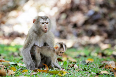 Mother and baby monkey (Pig-tailed Macaque) Living on the grass in the forestの写真素材