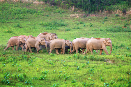 A herd of elephants adults and cubs walking group in the nature at Khaoyai national park,Thailandの写真素材